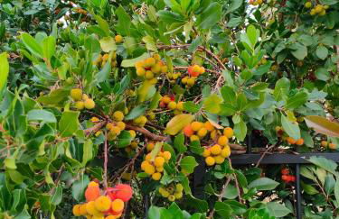 VACANZE LAGO D'ISEO e FRANCIACORTA 2 - Foto 63