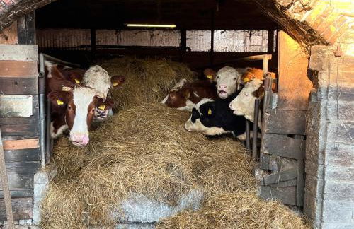 Haus Berlar - Foto 15