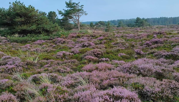 6 Person Holiday Home in Romo - Foto 5