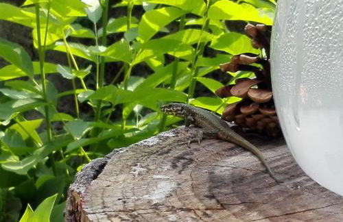 Casa Badinot - Foto 42