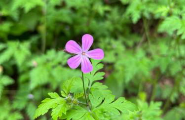 Casa Valsugana Lagorai - Foto 22