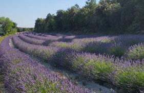 Le Bastidon, gîte des Lucioles en Provence - Foto 30