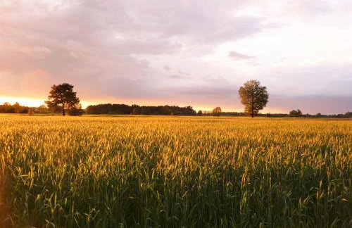 Gosciniec Pod Debem - Foto 7