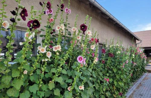 Agroturystyka Nowe Polaszki 10 - Foto 9