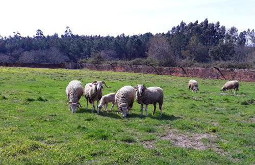 Cozy studio with mountain view - 20 m² - Águeda - Foto 13