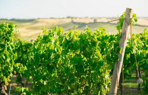 Casale Poggio Nebbia - Foto 152