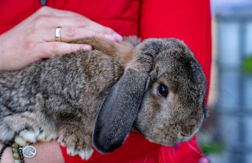 Bauernhof Vorderstiedler - Foto 30