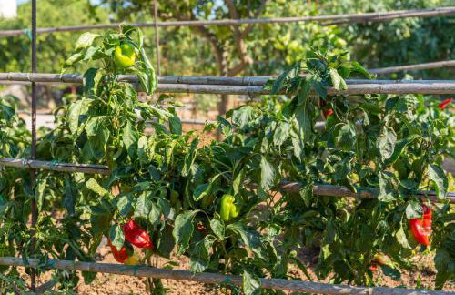 Maria’s Mansion 3 m from the SEA - Foto 40