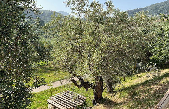 Agrolea Rodí Milici - Foto 47