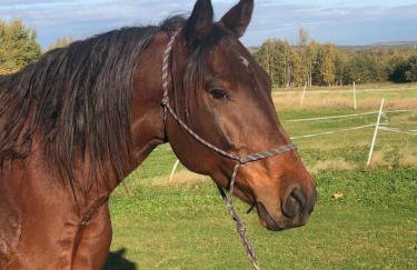 Izerska Zagroda - Foto 28