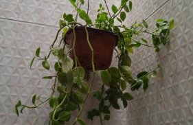 House755 Hospedaria - Foto 31