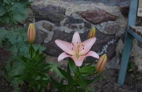 Kamienna Chata - Foto 14