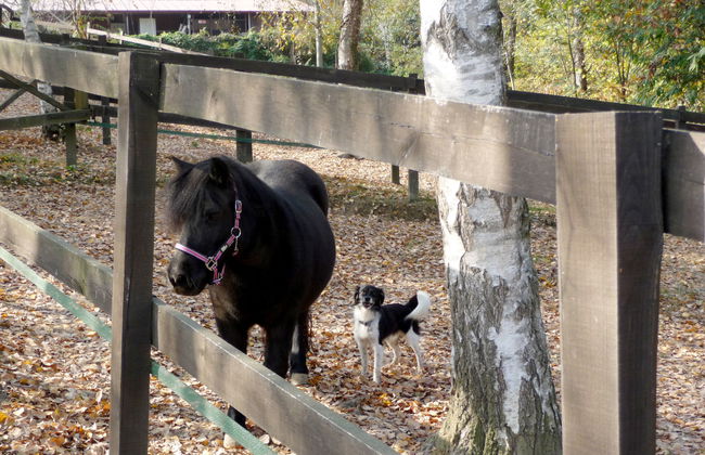 La Bertolina - Foto 27