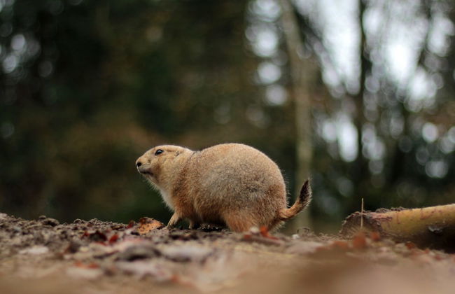 a-domo Apartments Mülheim - Apartments, Lofts & Hostel Rooms - short or longterm - single or grouptravel - Foto 67