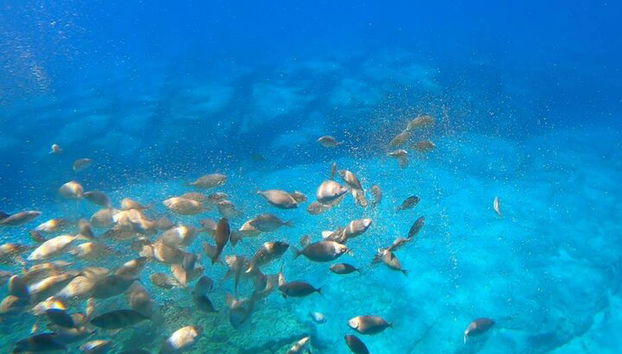 Avventura di 3 ore con Hippo Submarine - Foto 2