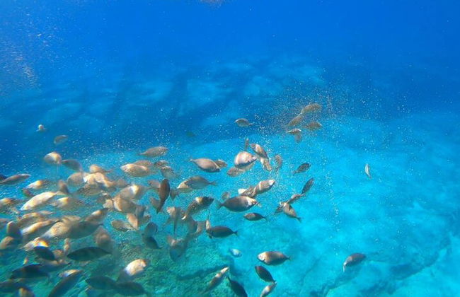 Avventura di 3 ore con Hippo Submarine - Foto 2