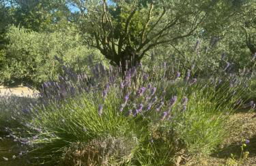 Chalet Bosco Magico Roccolo - Foto 19