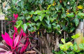 Casa Flamingo - Foto 20