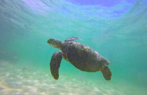 Mokulē'ia Beach Houses at Owen's Retreat - Foto 59