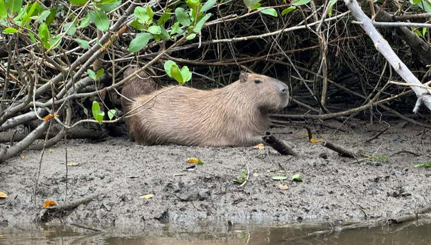 Paraty Bay Kayak Tour - Foto 5, On our route, we’ll be able to see capybaras
