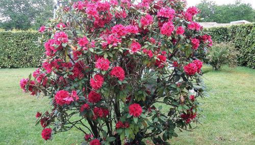 Lac et Nature - Foto 3, Garden