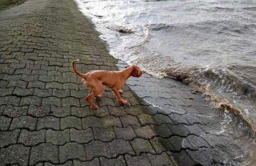 Fischerhaus am Deich 45233 - Foto 9