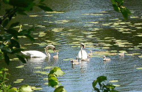 Ferienhof Hiemer - Foto 33