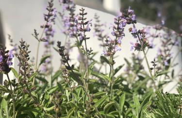 I PapaTrulli MiniResort - Foto 62