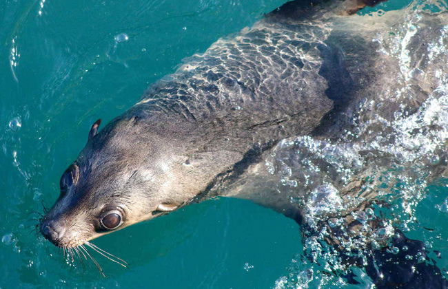 Observation d'otaries - Photo 10