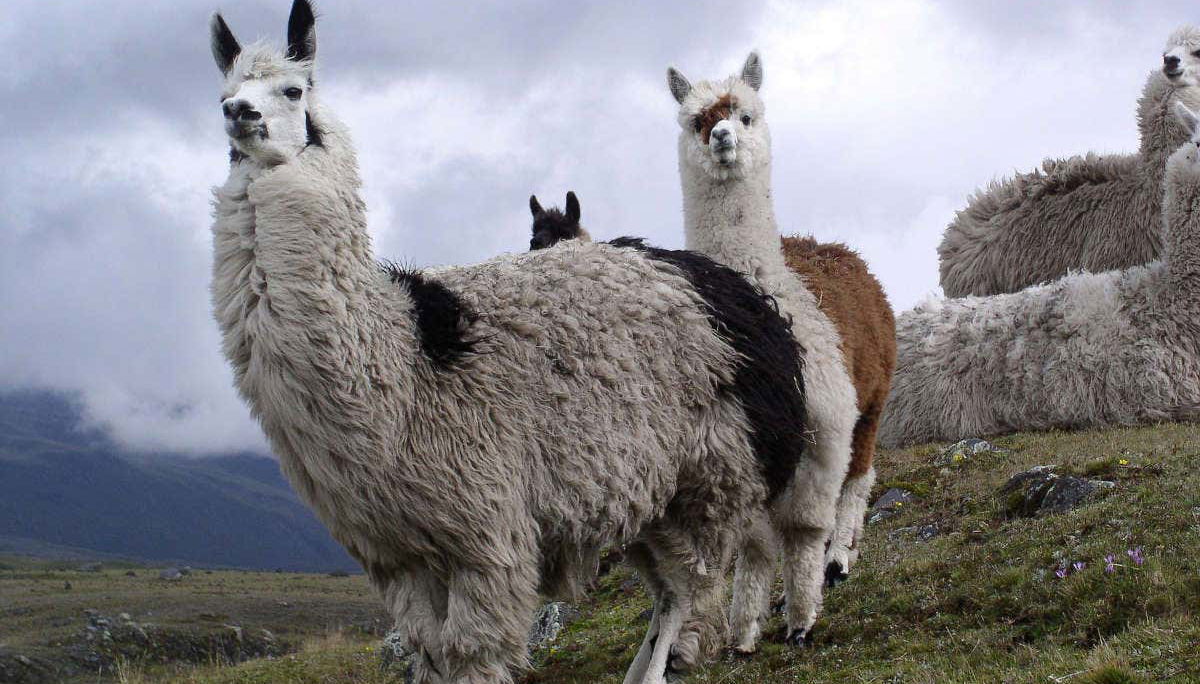 Cotopaxi & Quilotoa Viewpoint Day Trip - Foto 1