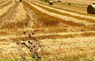 Family House - Foto 47