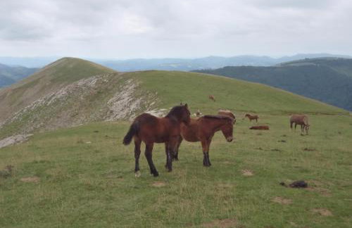 Alojamientos Rurales Apezarena - Foto 45