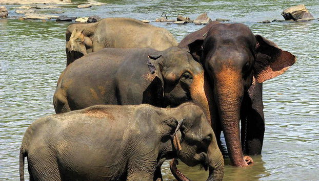 Pinnawala Elephant Orphanage - Excursion d'une Journée - Photo 5