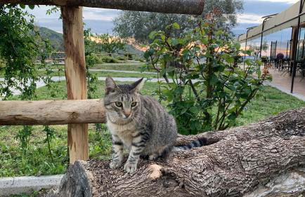 Agriturismo La Terrazza su Farfa - Foto 60