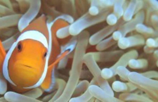 Villa Lotus - Foto 33