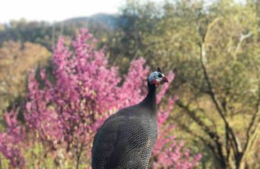 Delilah Ridge Winery Mid Mod Guesthouse - Foto 35