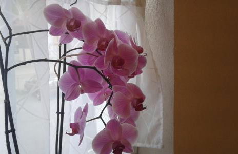 Alte Schmiede - Foto 14