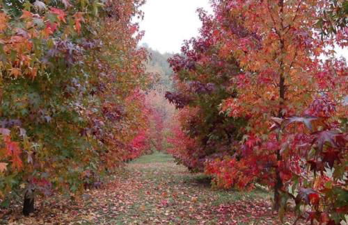 Casa intera tra le colline e le vigne del Dolcetto - Foto 30