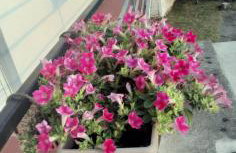 PLOMIN SKY&BAY - Foto 73