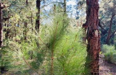 Apartamento Atlantico - Foto 78