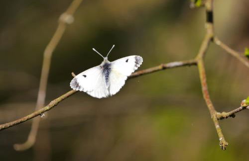 FeWo Ulbrich Langenstadt - Foto 16