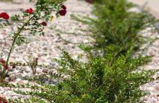 Apartament Pruszcz Park 10 - Foto 1