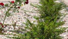 Apartament Pruszcz Park 10 - Foto 1