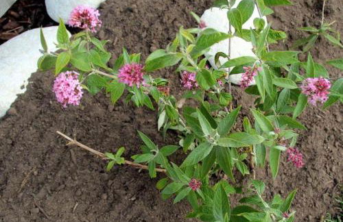 Fewo-Hiddenseeblick - Photo 26