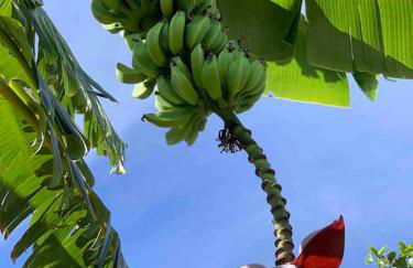 North Shore Garden Studio - Foto 7