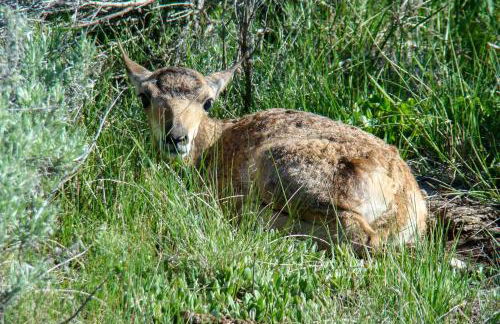 Cozy Cora Studio Cabin with Wind River Mtn Views - Photo 23