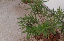 Casa Mimosa - Foto 28