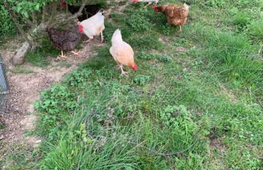 Les pontils - Foto 14