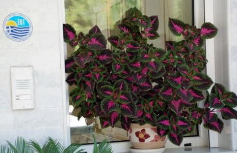 Niki Apartments - Foto 13