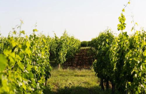 Camiran Escape: Wine & Calm - Foto 54